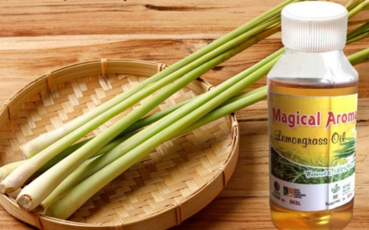 https://agridekho.com/lemongrass-oil-a-natural-remedy-for-detoxification-and-stress-relief/