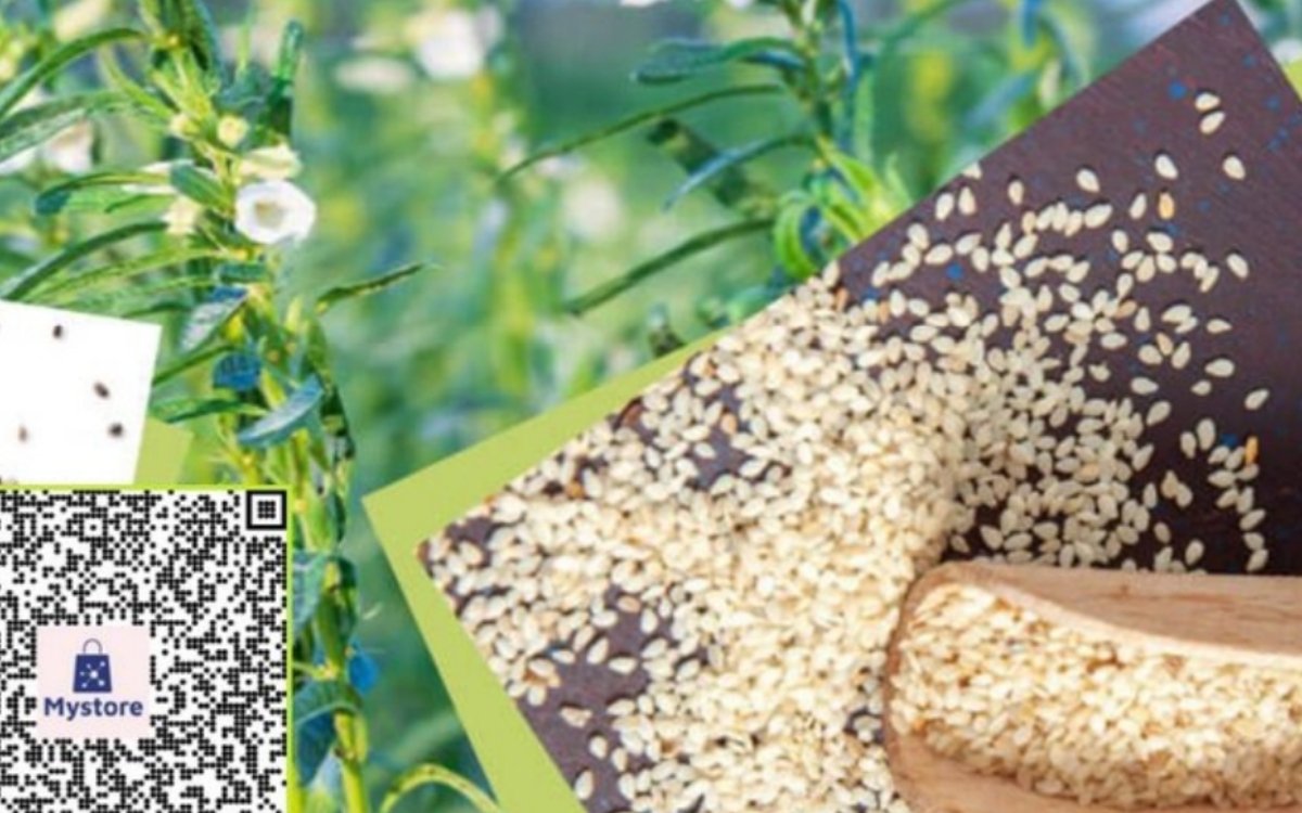 https://agridekho.com/sesame-til-gjt-5-variety-seeds-now-available-at-nsc-online-store/