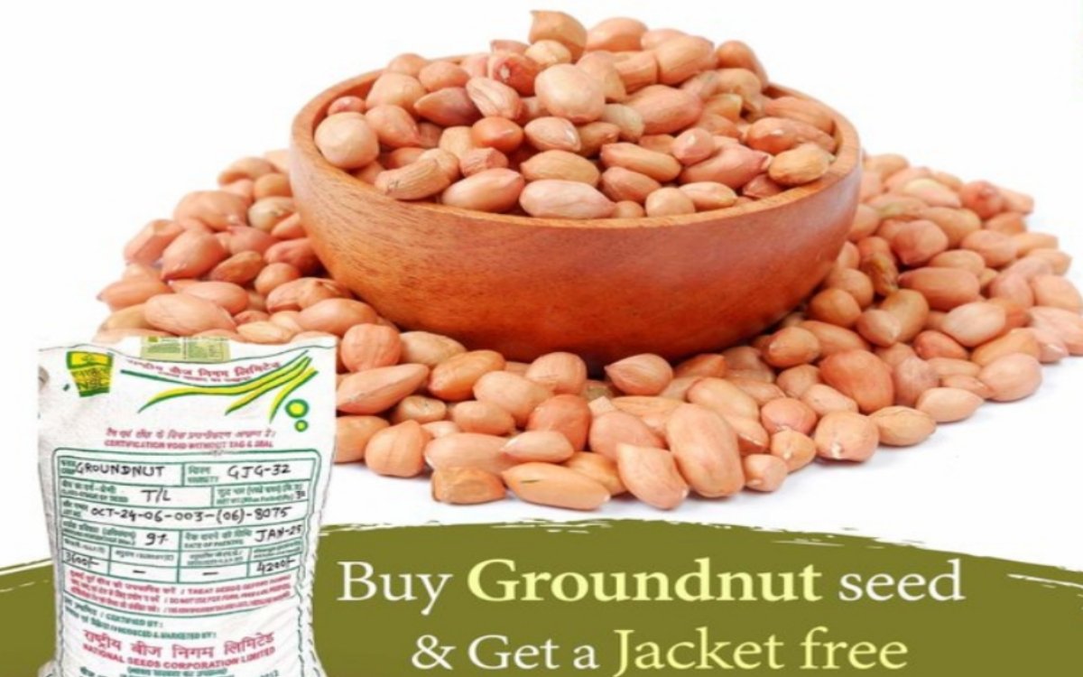 https://agridekho.com/buy-groundnut-gjg-32-tl-seed-30-kg-from-nsc-store-and-get-a-free-jacket/